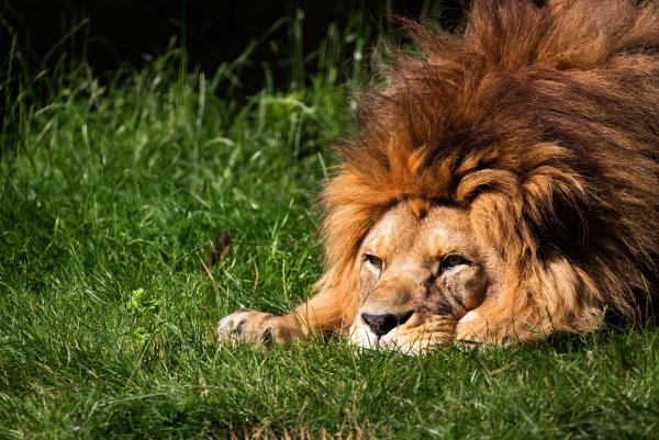 Темногривый Лев