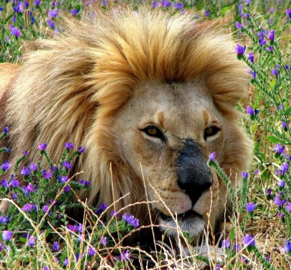 Лев с цветочком