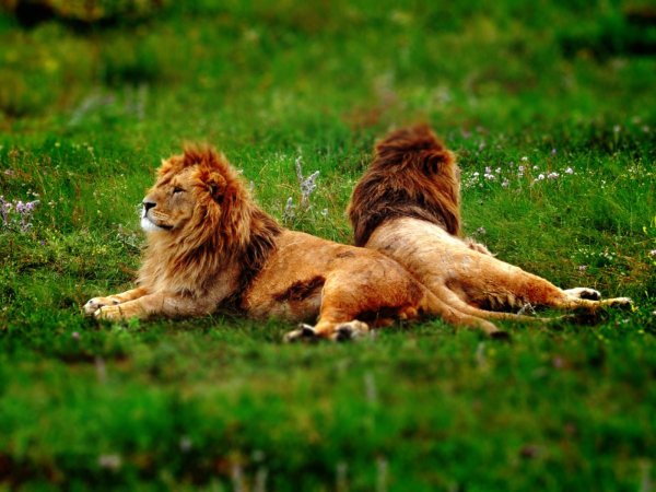 Североконголезский Лев