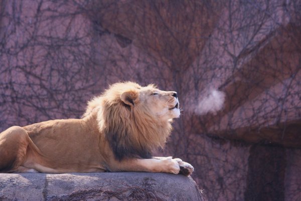 Сенегальский Лев