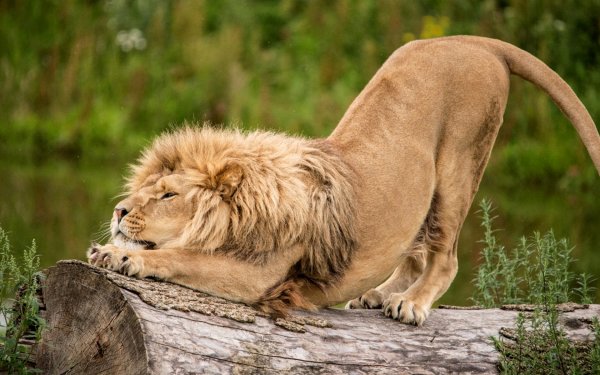 Фото Льва на рабочий стол