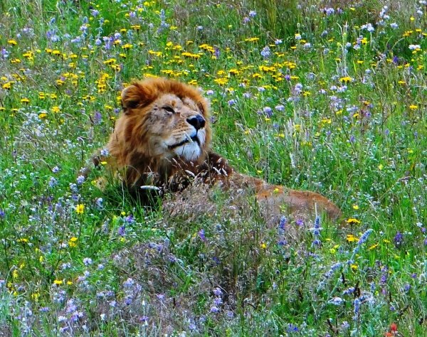 Леви львица