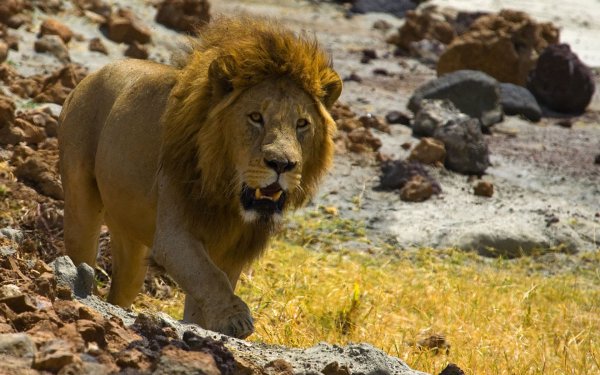 Пушистый Лев