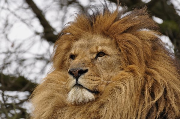 Лев лежит вид сзади