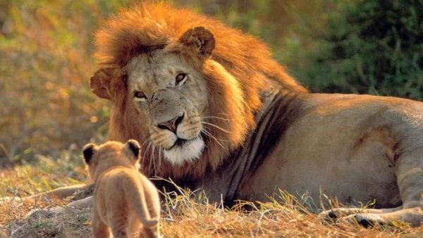 Львы в дикой природе Прайд