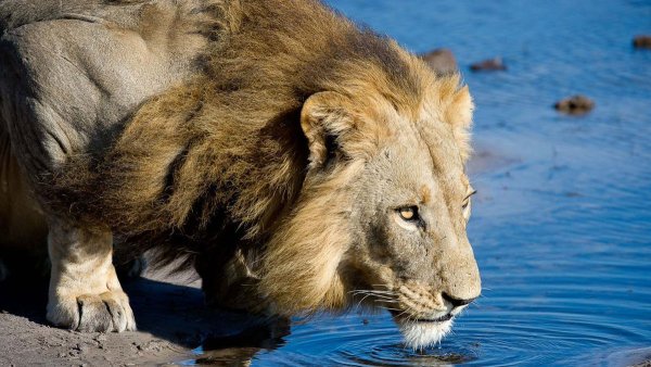 Лев в снегу