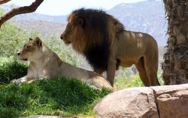 Рыкающий Лев