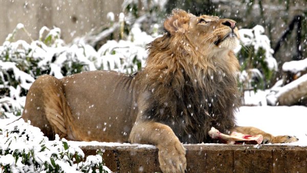 Лев атакует