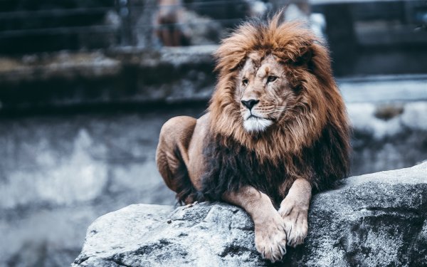 Животные страсти