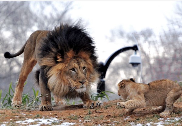 Лев львица и 4 львенка