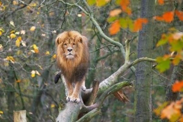 Семья Львов