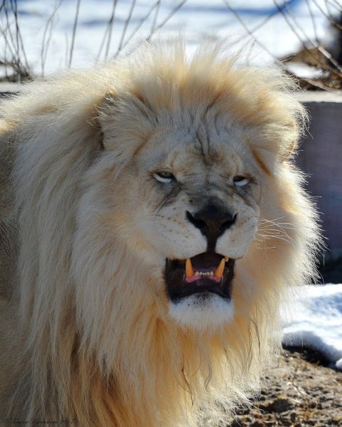 Капский Лев