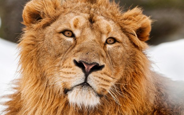 Лев картинки