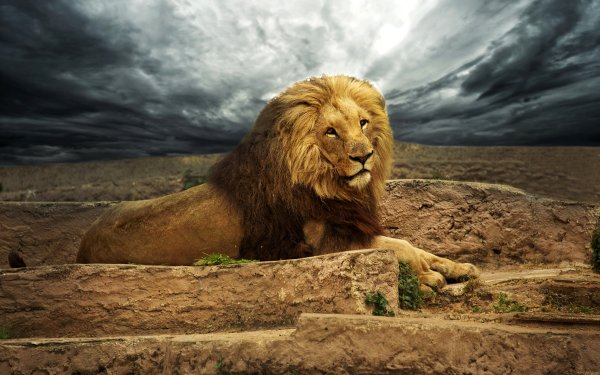 Картинки на рабочий стол Лев