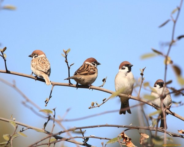 Стая Воробьев