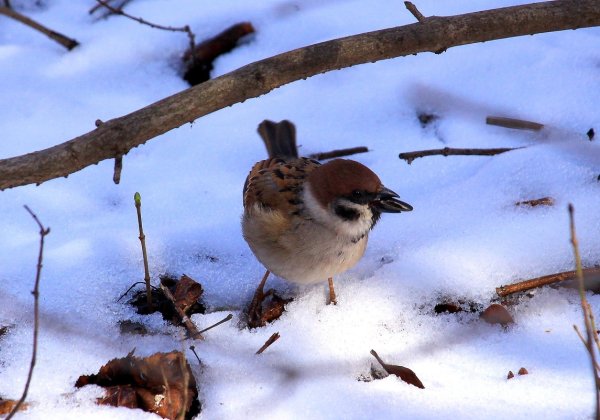 Воробьи в марте