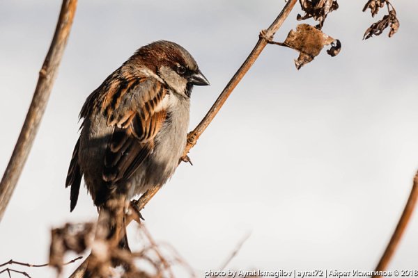Воробей на снегу
