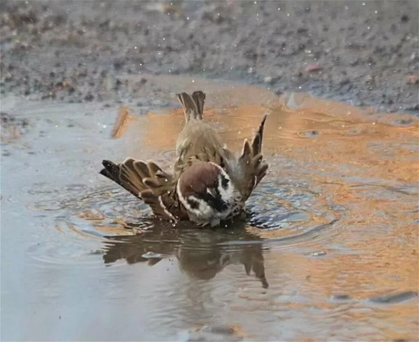 Воробьи весной