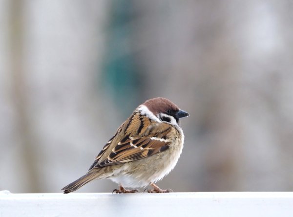 Весна воробьи