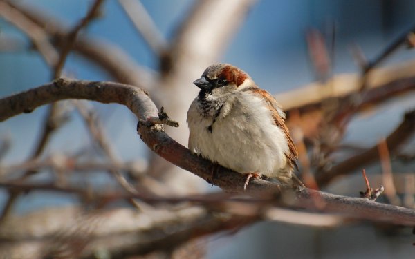 Стая Воробьев