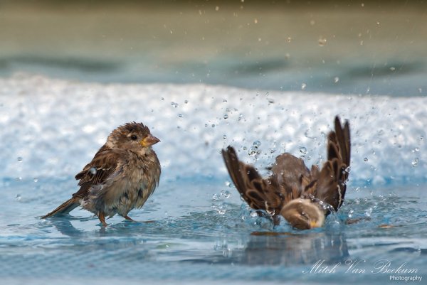 Птица клюет