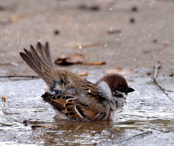 Птички в саду