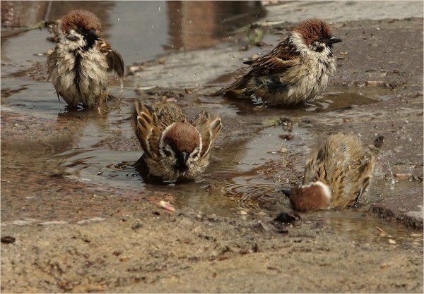 Воробей в лесу