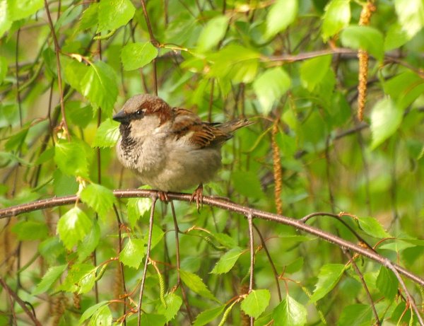Воробей рисунок