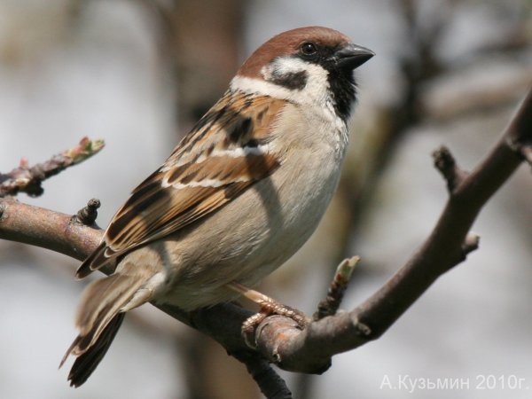 Воробьи весной