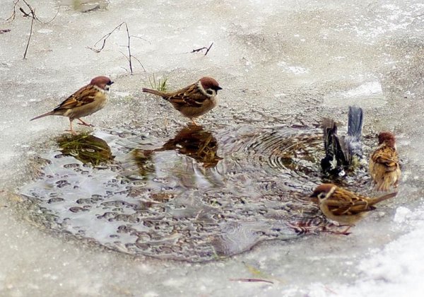 Воробьи весной