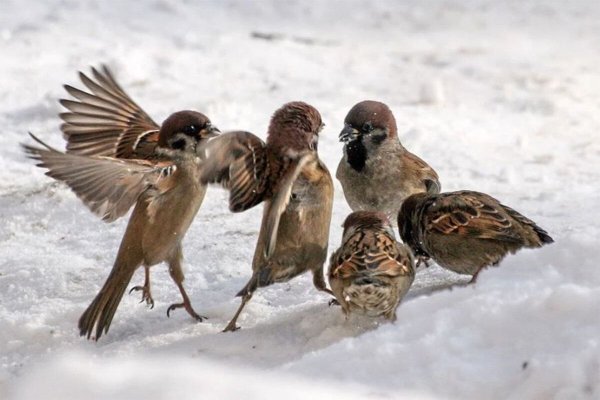 Воробей на дереве зимой