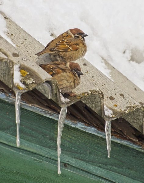 Воробьи расчирикались