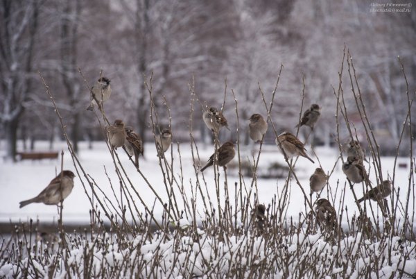 Воробей подлетает