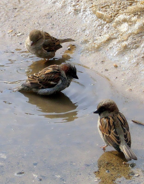 Синичка и Воробей