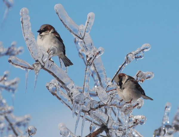 Воробей пьет