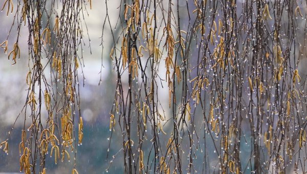 Дождь весной