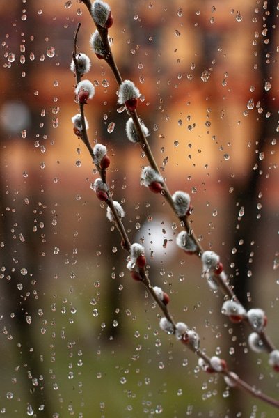 Весенний дождь