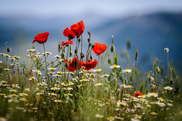 Маки в горах