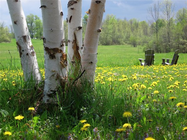 Природа в мае