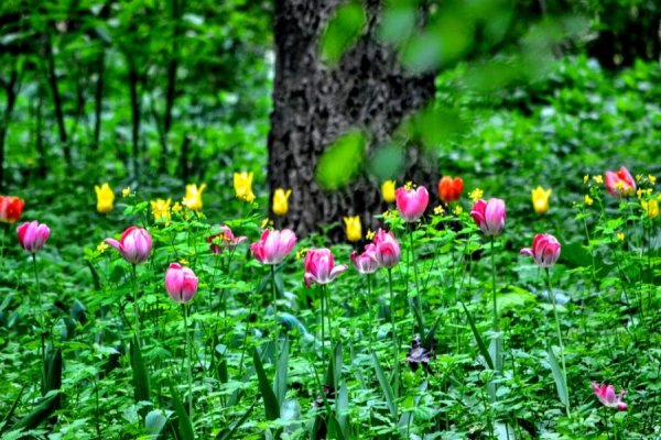 Конец весны начало лета