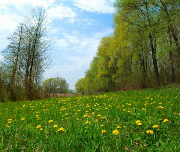 Кубанец поле Лютиков-цветочков