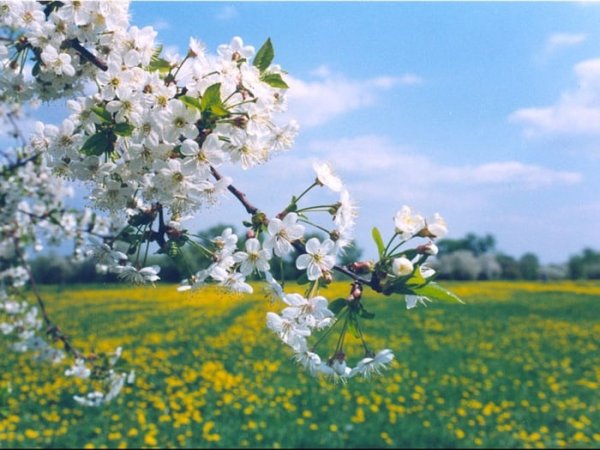 Июнь природа