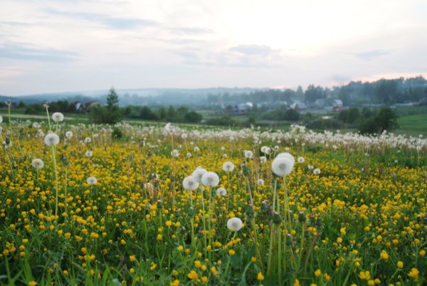 Природа России Эстетика