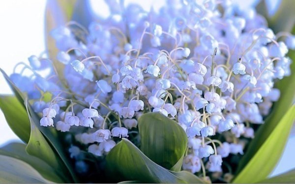 Пожелания букет цветов весенних