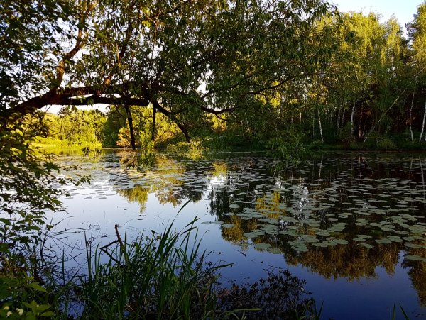 Одуванчики и незабудки