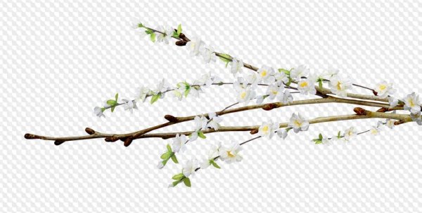 Веточка вербы на белом фоне