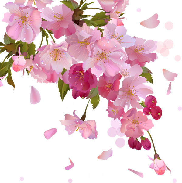 Черри блоссом Gyu