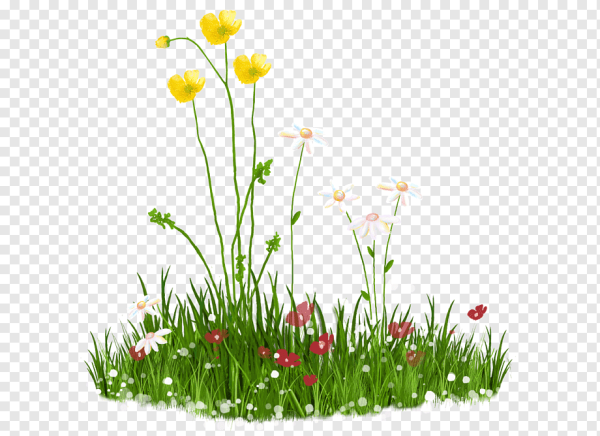 Трава на прозрачном фоне