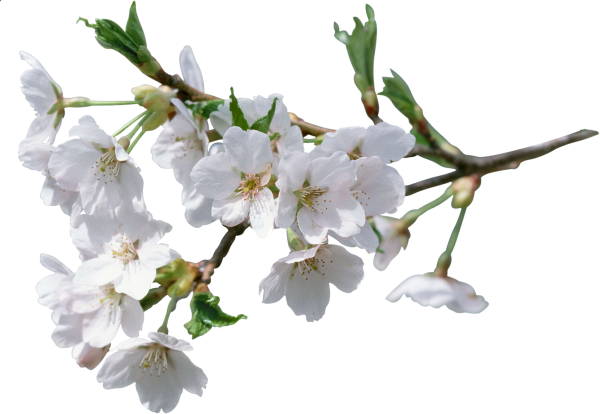 Ветка яблони