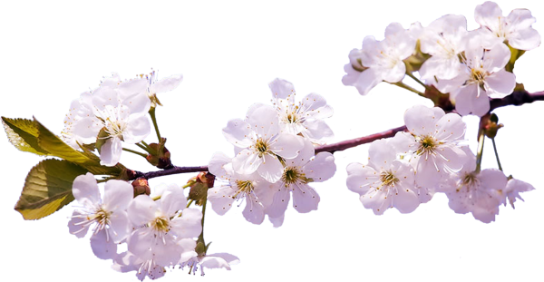 Весенние цветы без фона